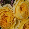 Box of Garden Rose Beatrice ® D.A.