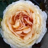 Box of Garden Rose Caramel Antike