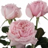 Box of Garden Rose Rosalind ® D.A.