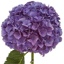 Box of Hydrangea Lavender