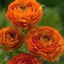 Box of Ranunculus Orange Elegance