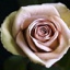 Box of Roses Amnesia 40-50cm
