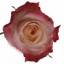 Box of Roses Cabaret 40-50cm
