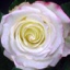 Box of Roses Sweetness 40-50cm