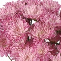 Chrysanthemum Pink Novelty