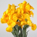 Iris Golden Beauty (Yellow)