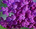 Lilac ( Syringa ) Purple