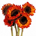 Sunflowers (Orange-Red)