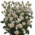 Cream Gracia Spray Rose 40-50cm