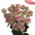 Dinara Spray Rose 40-50cm
