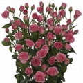 Gracia Spray Rose 40-50cm