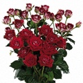 Ruby Star Spray Rose 40-50cm