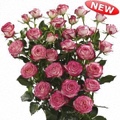 Safina Spray Rose 40-50cm