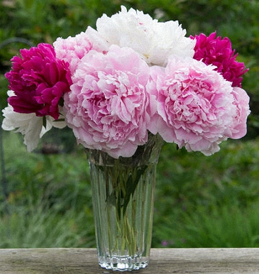 Pink & white & fuchsia, a 3 tone Peony bouquet