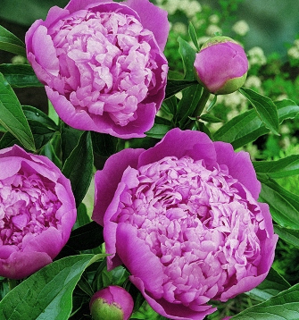 Bouquet with medium pink Peonies