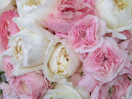 Pink & white, a two tone Peony bouquet