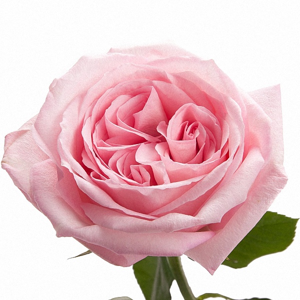 Pink O\'Hara Garden Rose