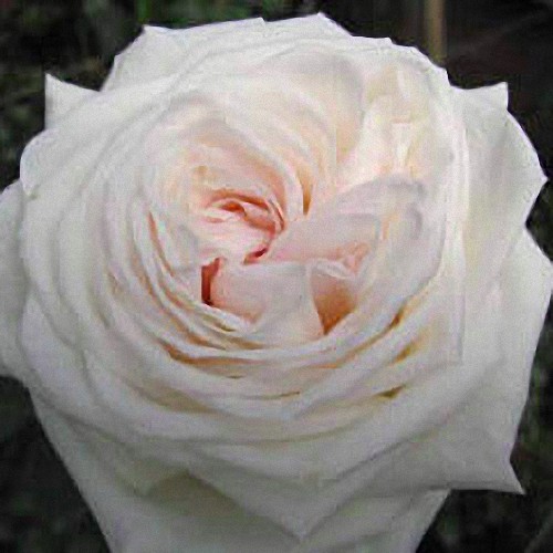 White O\'Hara Garden Rose