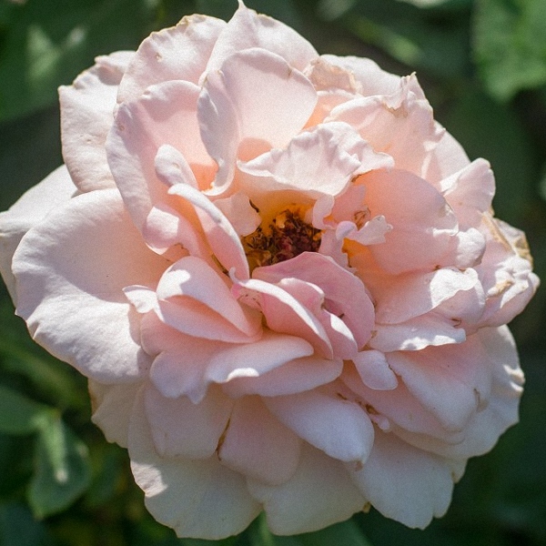 Blush-Peach Rose Mother of Pearl