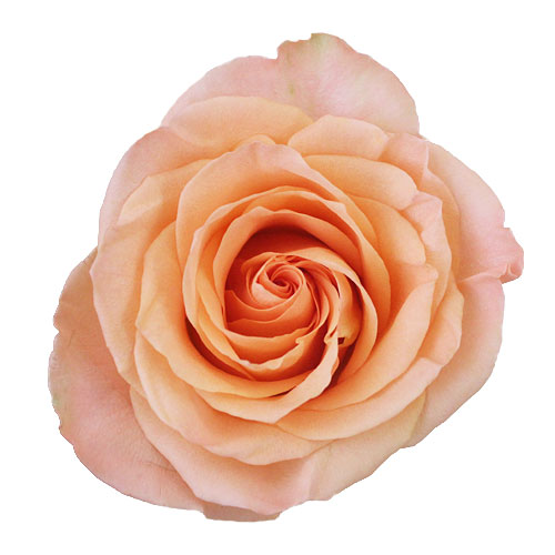 Peach Rose Tiffany