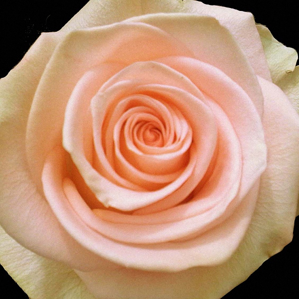Peach Rose Tiffany