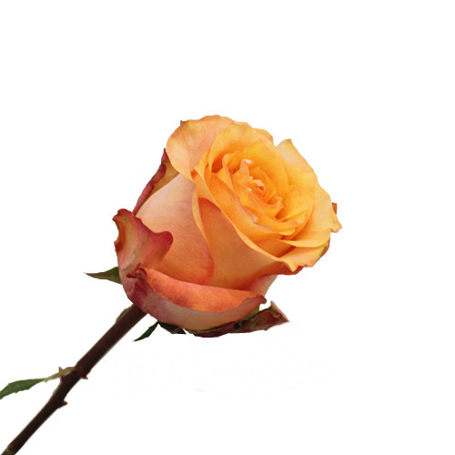 Orange Rose Twilight