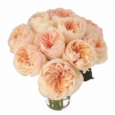 Vase Gift with Juliet ® Garden Rose