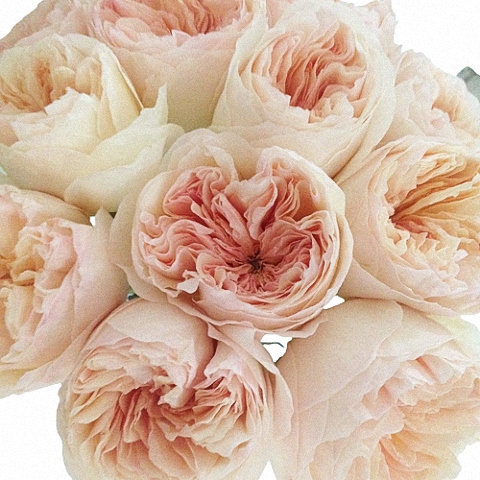 Vase Gift with Juliet ® Garden Rose