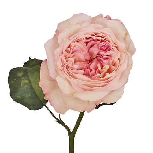 Vase Gift with Keira ® Garden Rose