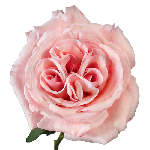 Vase Gift with Pink O\'Hara Garden Rose