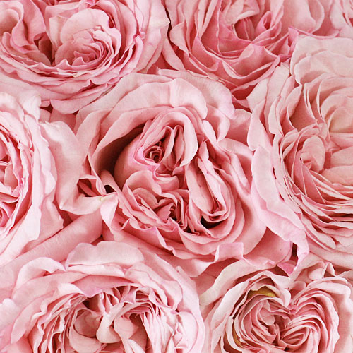 Vase Gift with Pink O\'Hara Garden Rose