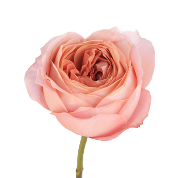 Vase Gift with Romantic Antike Garden Rose