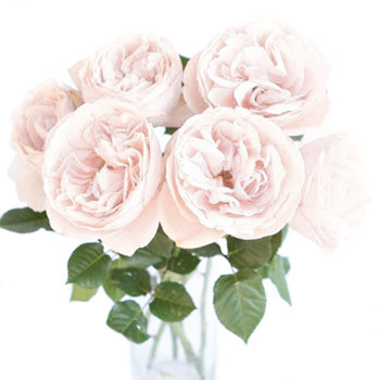 Vase Gift with White O\'Hara Garden Rose