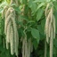 Box of Amaranthus Hanging Green