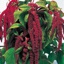 Box of Amaranthus Hanging Red