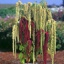 Box of 70st Amaranthus Hanging Mix
