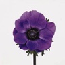 Box of Anemone Marianne Blue-Purple
