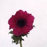 Box of Anemone Meron Hot Pink