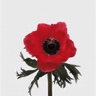 Box of Anemone Meron Red