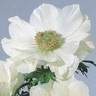 Box of Anemone Mona Lisa White