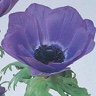 Box of Anemone Mona Lisa Deep Blue