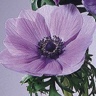 Box of Anemone Mona Lisa Lavender