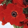 Box of Anemone Mona Lisa Red (Scarlet)