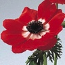 Box of Anemone M. L. Red (Scarlet Eye)