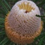 Box of Banksia Hookeriana