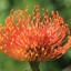 Box of Pincushion Cordifolium