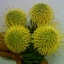 Box of Pincushion High Gold