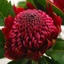 Box of Protea Waratah
