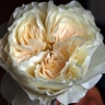 Box of Garden Rose White Cloud