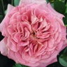 Box of Garden Rose Ashley